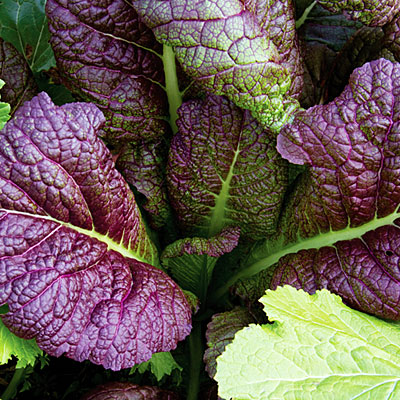 เมล็ดพันธุ์ มัสตาร์ดแดงยักษ์ - Red Giant Mustard Seed