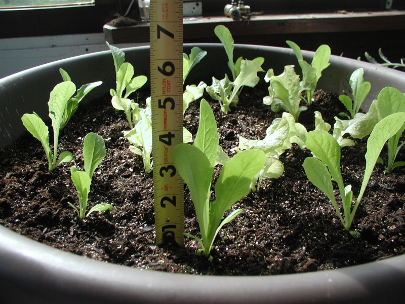 ผักสลัด ปารีสไอแลนด์ - Parris Island Cos Romaine Lettuce