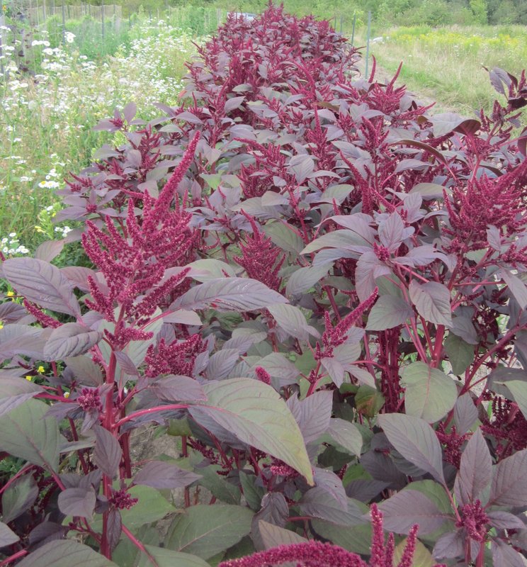 ผักโขมแดงอเมริกา - Red Garnet Amaranth