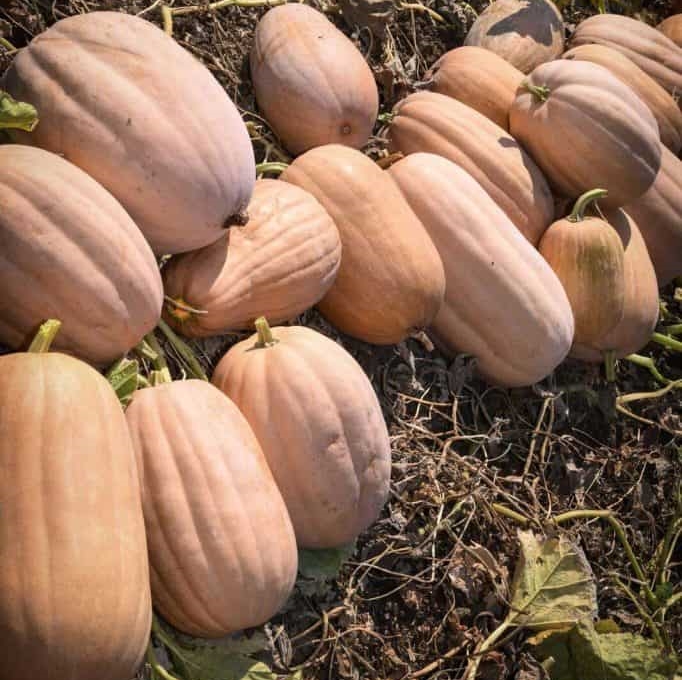 ฟักทอง เคนตักกี้ ฟิวด์ - Kentucky field Pumpkin