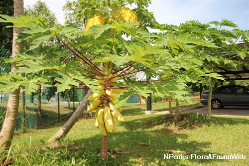 มะละกอเหลืองกระบี่ - Golden Papaya