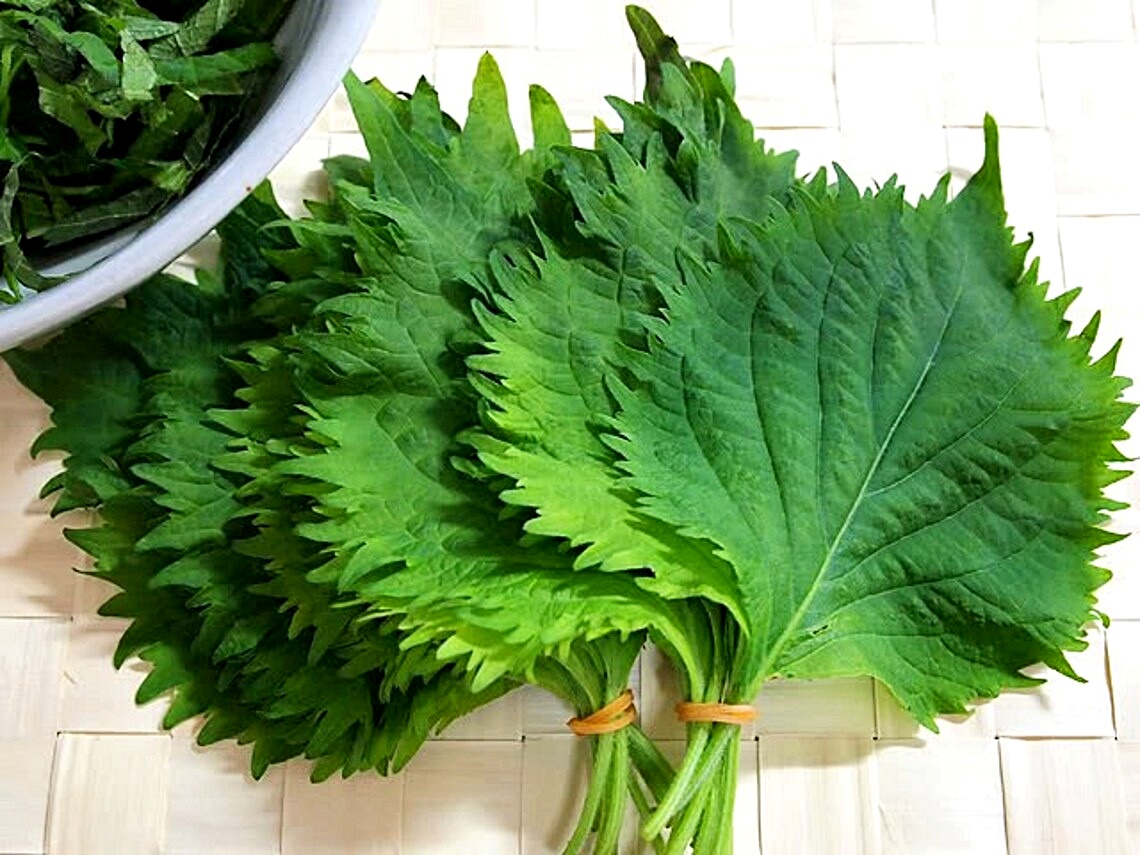 เมล็ดพันธุ์ ชิโซะ โอบะ ญี่ปุ่น - Green Ohba Ao Shiso Seed