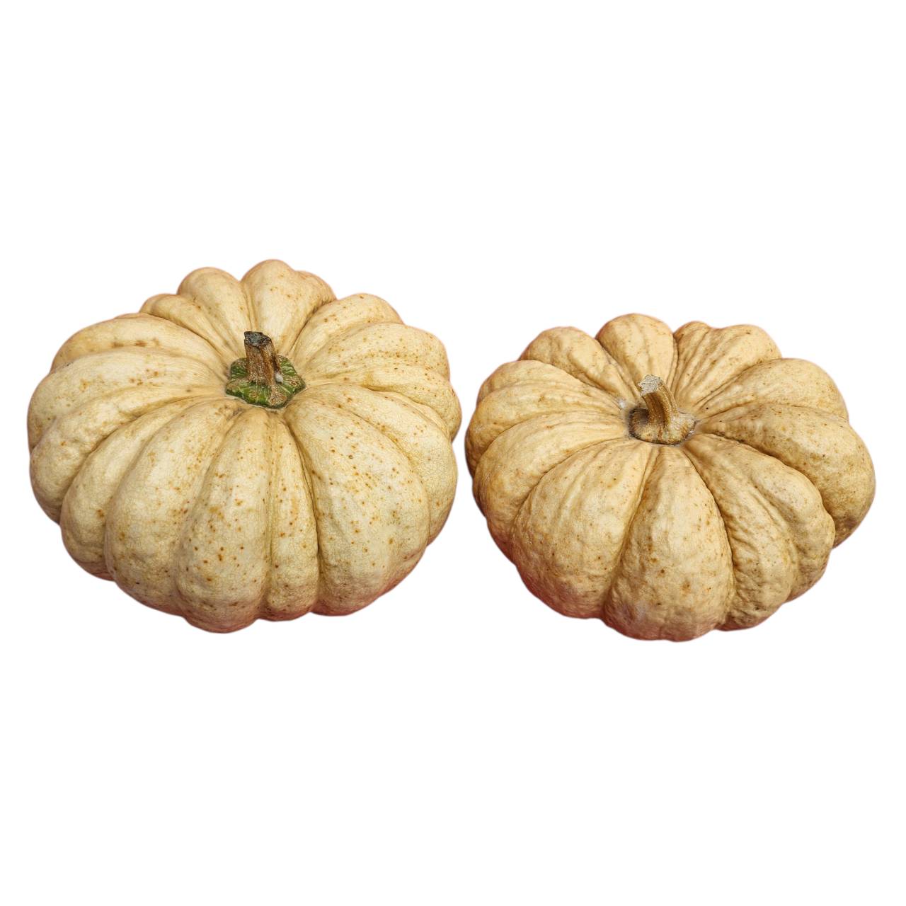 เมล็ดพันธุ์ ฟักทอง ไข่มันลืมผัว - Khai Man Luem Phua Pumpkin Seed