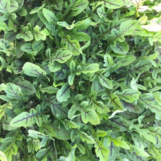 ร็อคเก็ต ลายแดง - Red Streaked Arugula