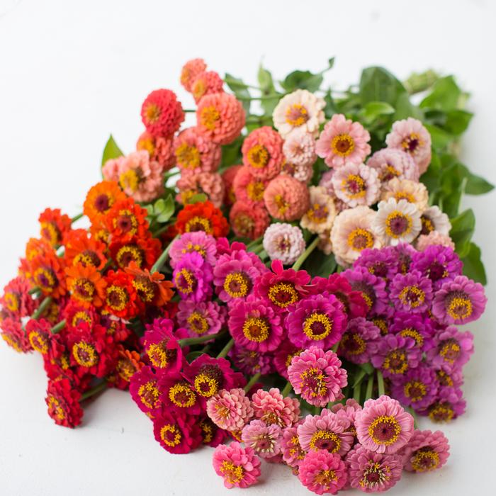 (Whole 1 Oz.) บานชื่น ลิลลี่พุท คละสี - Mixed Lilliput Zinnia Flower
