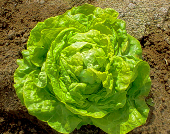 สลัด ไวท์บอสตัน - White Boston Lettuce