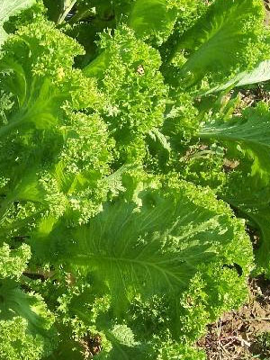 ผักกาดเขียวใบหงิก - Southern Giant Curled Mustard
