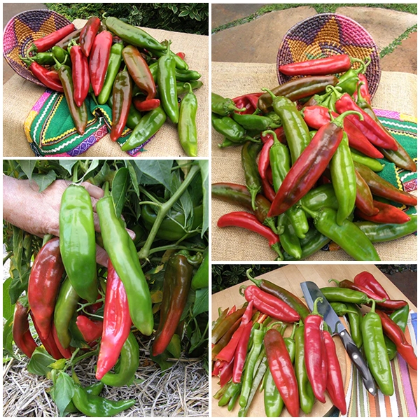 เมล็ดพันธุ์ พริกนูเม็ก โจอีพาร์คเกอร์ Nu Mex Joe E Parker Pepper Seed