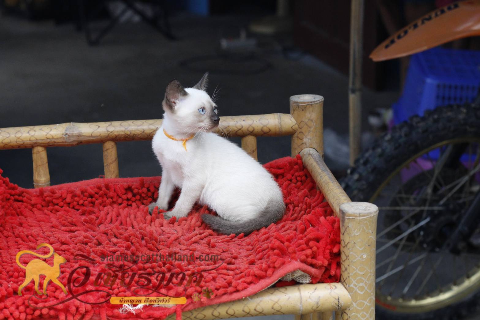 แมววิเชียรมาศ รุ่น 9/2565