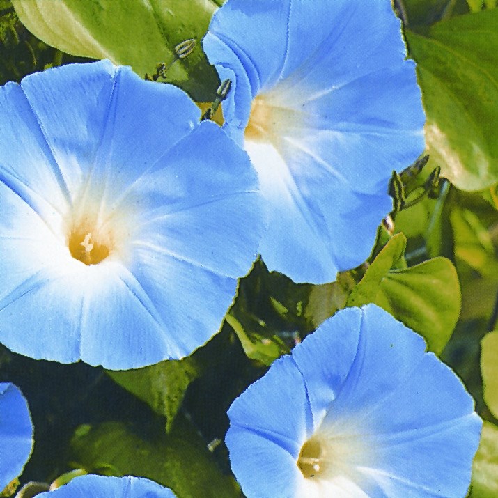 มอนิ่งกลอรี สีฟ้า - Heavenly Blue Morning Glory Flower