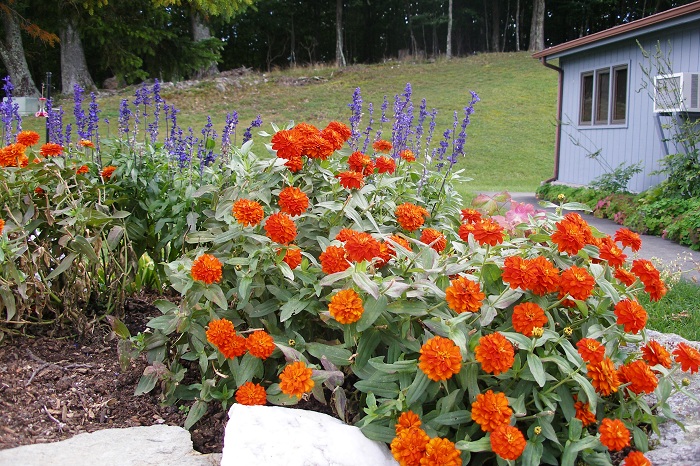 (Whole 1 Oz) ดอกบานชื่นสีส้ม - Orange Zinnia Flower