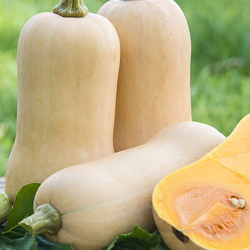 (Whole 1 Oz) บัตเตอร์นัท - Waltham Butternut Squash