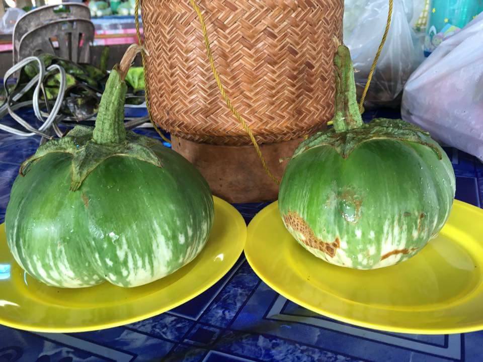 มะเขือเปราะยักษ์กัมพูชา - Cambodian Giant Eggplant