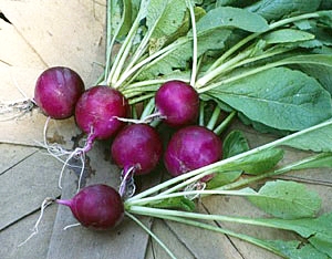 เรดิชสีม่วง - Purple Plum Radish