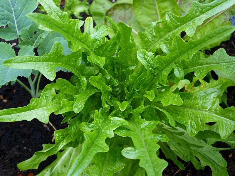 ผัดสลัดใบโอ้ค - Oak Leaf Lettuce