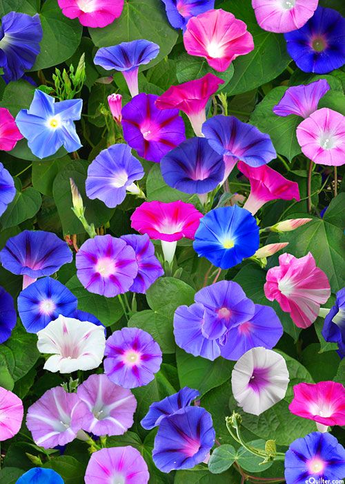 (Whole 1 Oz) มอร์นิงกลอรีคละสี - Mixed Morning Glory