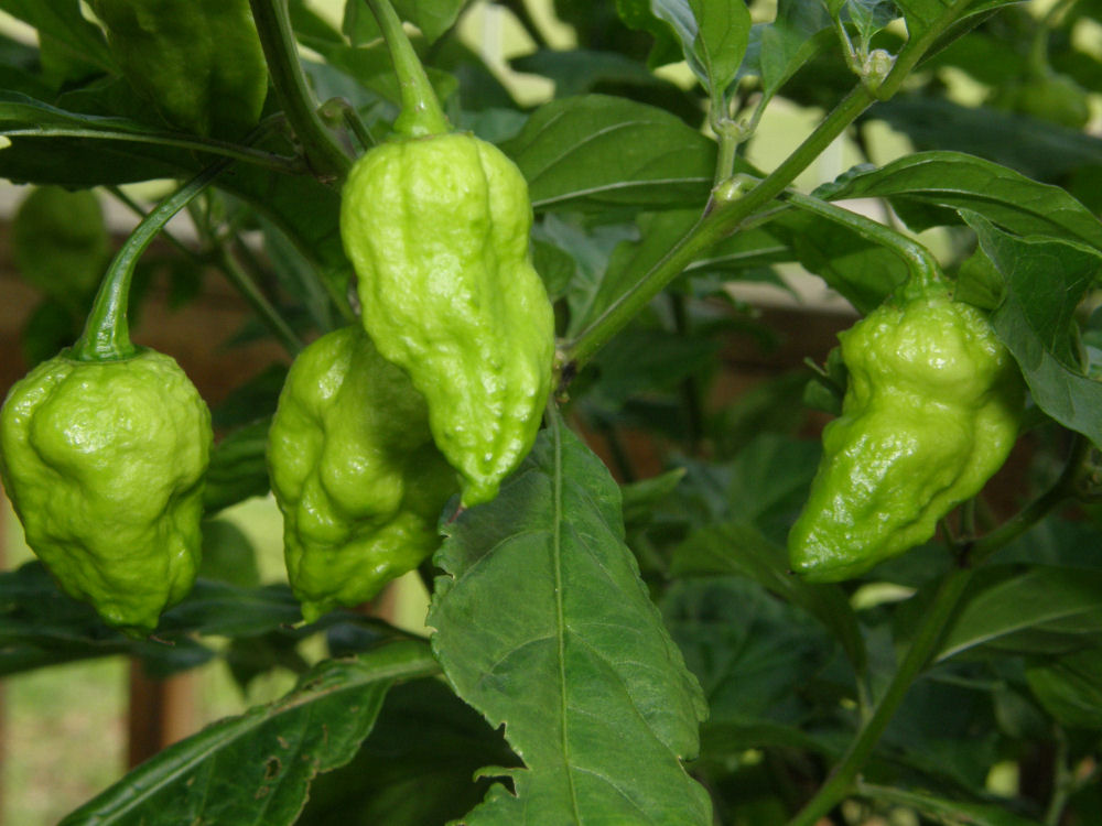 พริกปีศาจ สีแดง - Red Bhut Jolokia Pepper