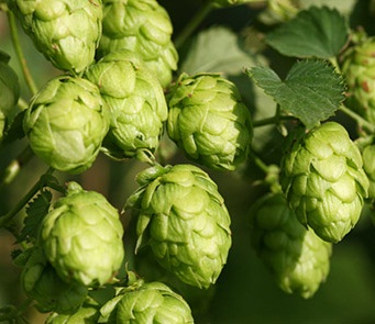 ฮอป (ทำเบียร์) - Common Hops Seeds