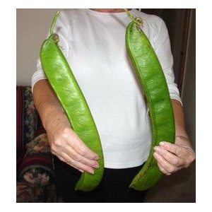 ถั่วฝักดาบแดง - Red Sword Bean