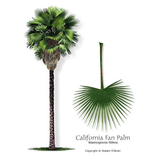 ปาล์มแคลิฟอร์เนีย - California Palm