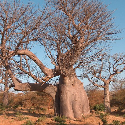ต้นไม้ยักษ์ เบาบับดิจิทาทา - Adansonia digitata baobab