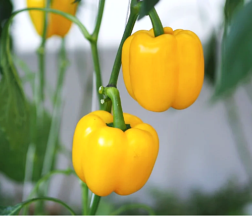 เมล็ดพันธุ์ พริกหวานจิ๋ว สีเหลือง Mini Bell Yellow Sweet Pepper Seed