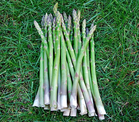 หน่อไม้ฝรั่ง พันธุ์เมรี่ วอชิงตัน - Mary Washington Asparagus