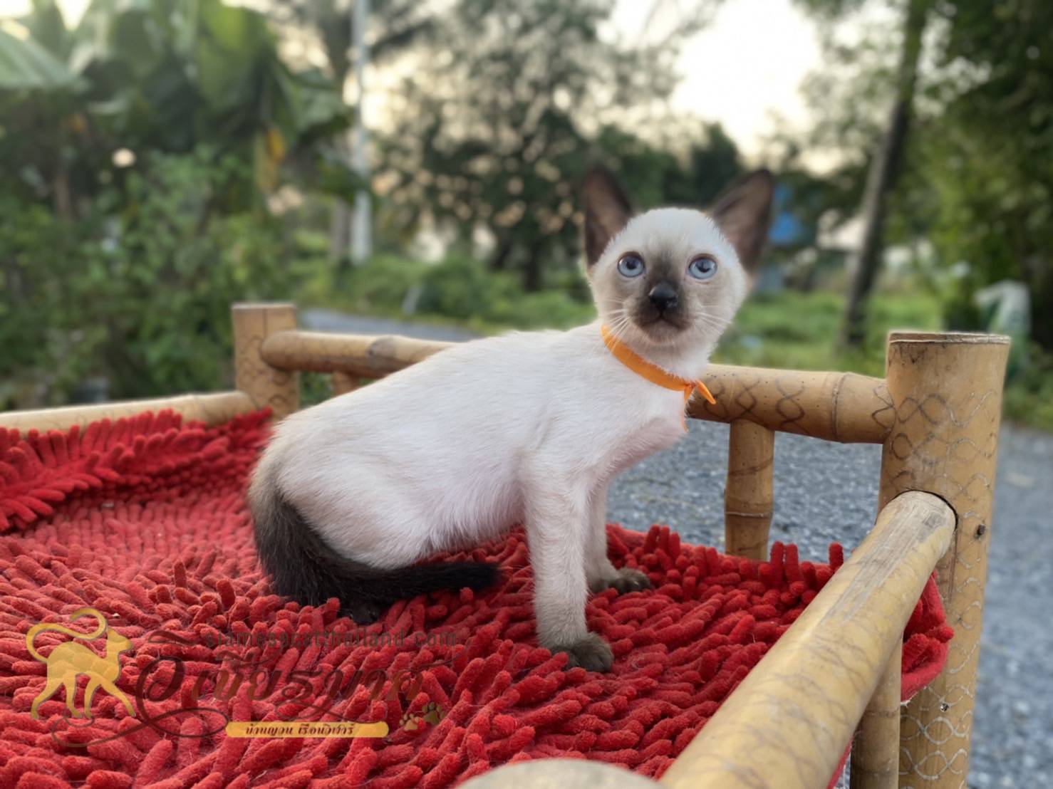 น้องแมววิเชียรมาศ รุ่น 26/2565