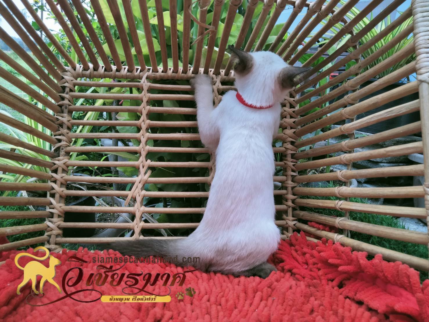 น้องแมว รุ่น 3/2565