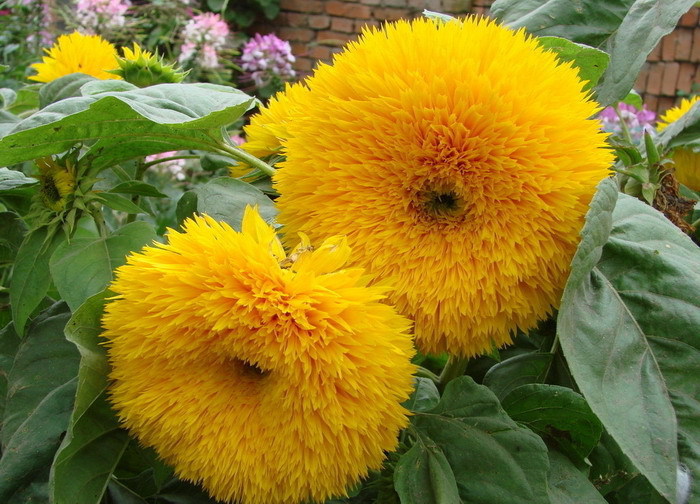 (Whole 1 Oz) ทานตะวันหมี - Teddy Bear Sunflower