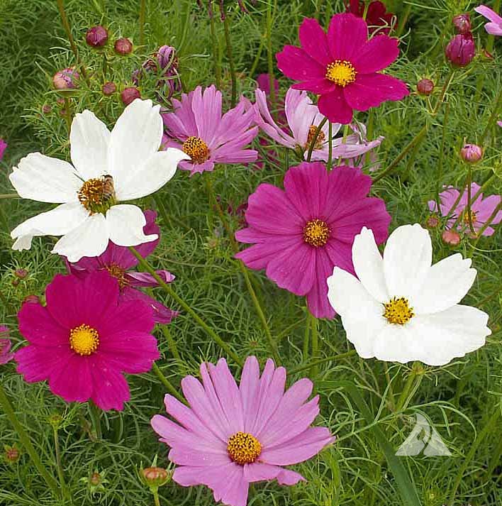 ดาวกระจายเซนเซชั่น - Sensation Cosmos