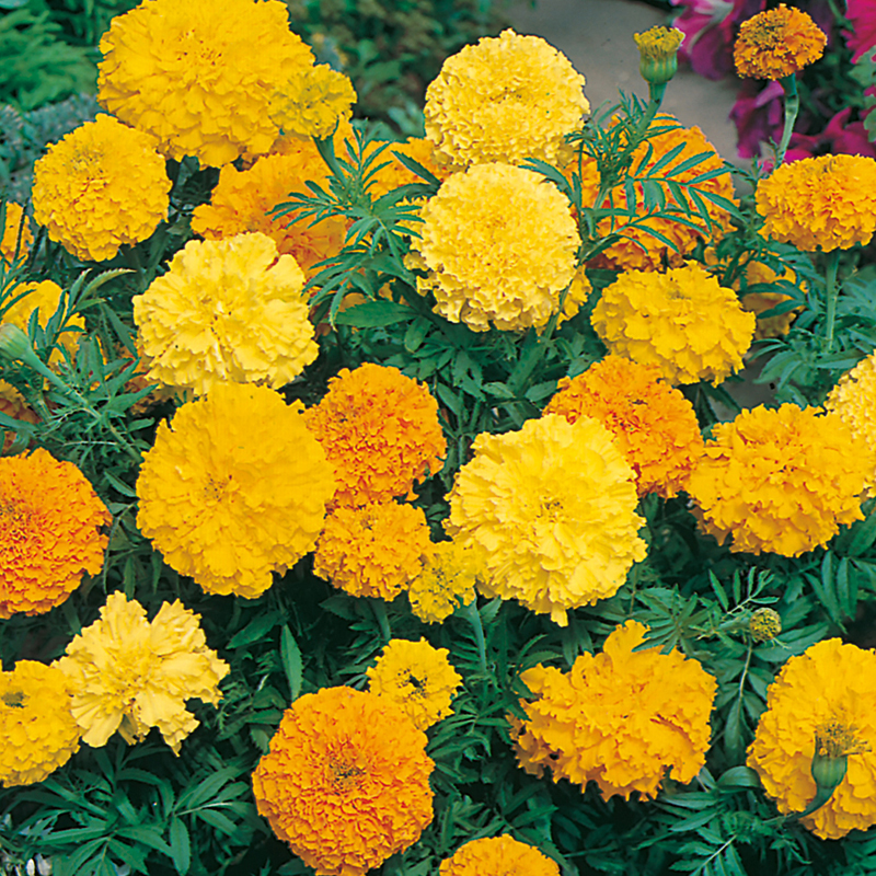 (Whole 1 Oz) เมล็ดพันธุ์ ดาวเรืองแอฟริกาคละสี - Mixed African Marigold Flower Seed