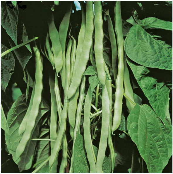 เมล็ดพันธุ์ ถั่วแขกเขียวผลแบน Qing Bain Pole Bean Seed 10 เมล็ด