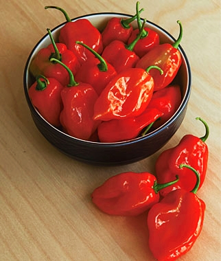 พริกฮาบาเนโร่สีแดง - Red Habanero Pepper