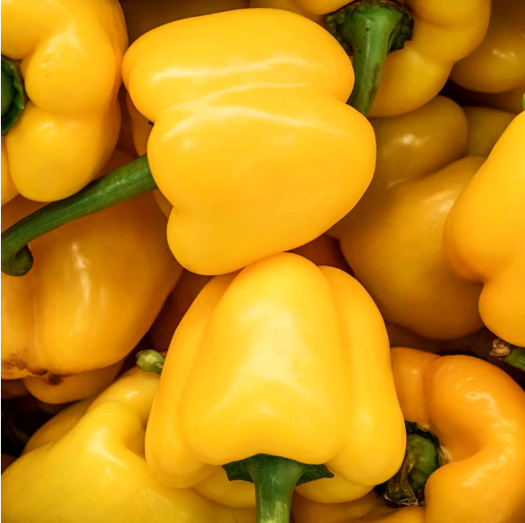 เมล็ดพันธุ์ พริกหวานจิ๋ว สีเหลือง Mini Bell Yellow Sweet Pepper Seed