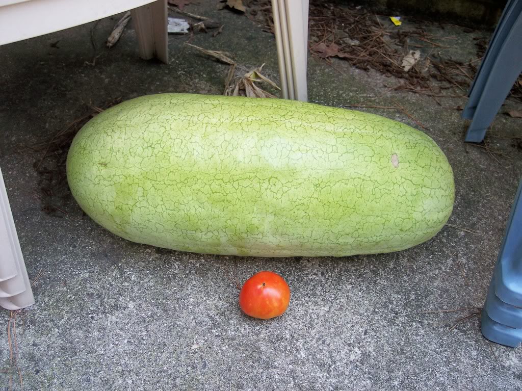 แตงโมชาร์ลิสตอน - Charleston Gray Watermelon