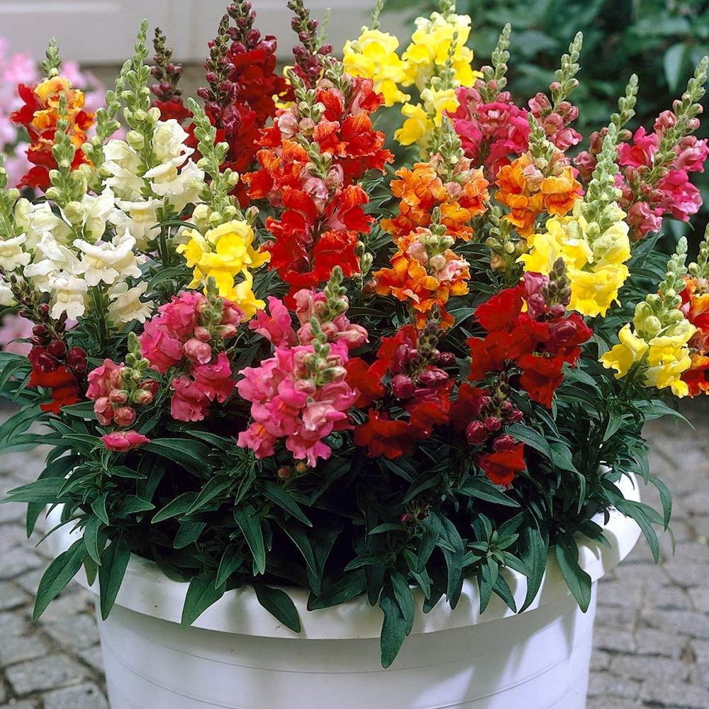(Whole 1 Oz.) ดอกสแนปดราก้อน คละสี - Mixed Snapdragon Flower