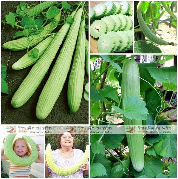 แตงกวายาว - Armenian Yard long Cucumber