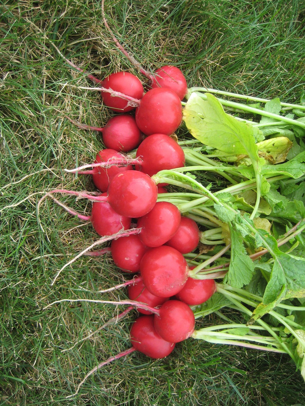 เรดิชเยอรมัน - German Giant Radish