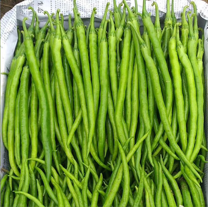 เมล็ดพันธุ์ พริกยาว ลองสวอร์ด - Long Sword Pepper F1 Seed