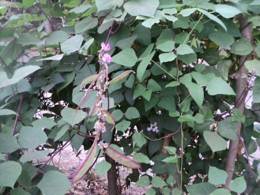 ถั่วแปบจีน - Chinese Hyacinth Bean