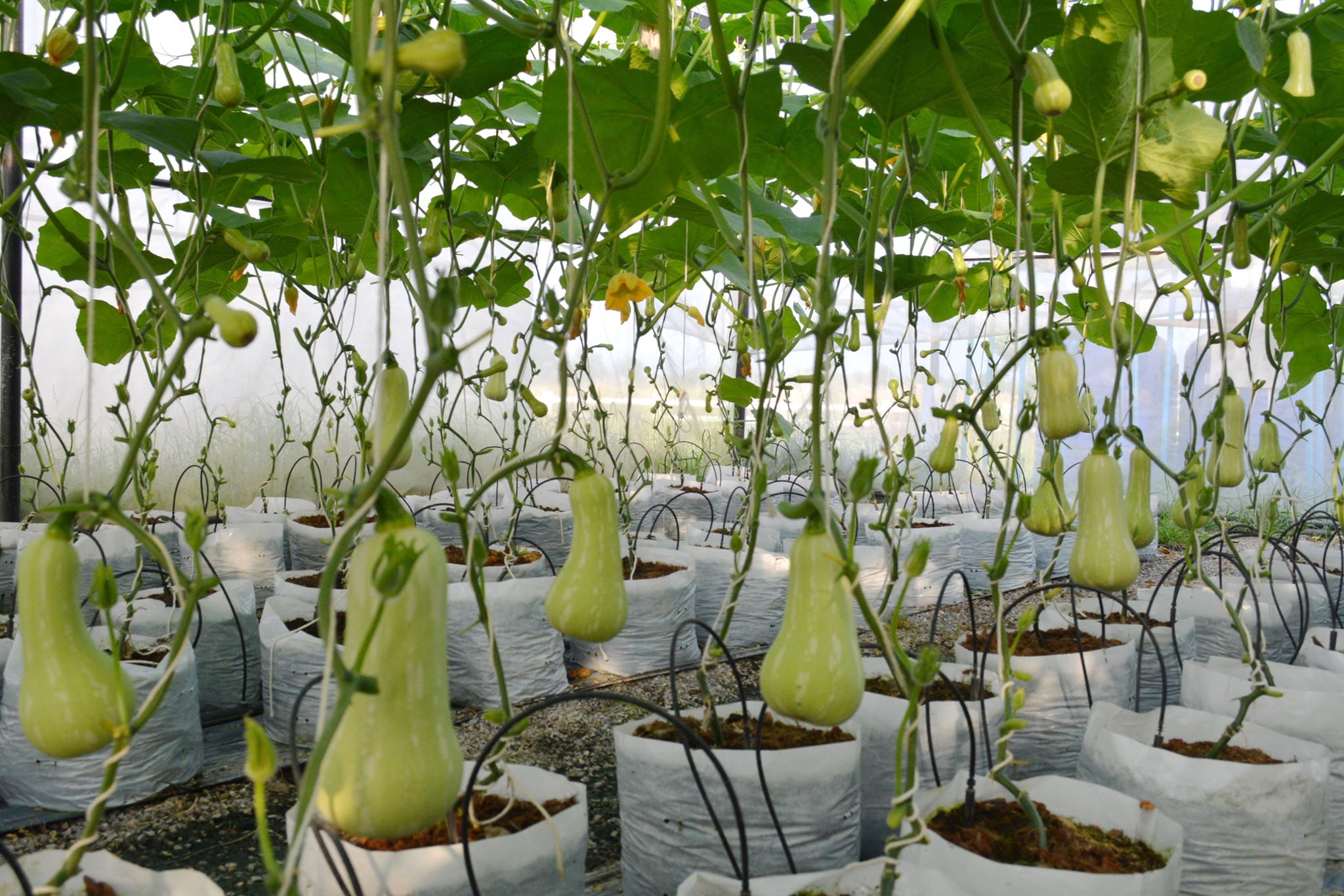 ฟักทอง บัตเตอร์นัท - Waltham Butternut Squash