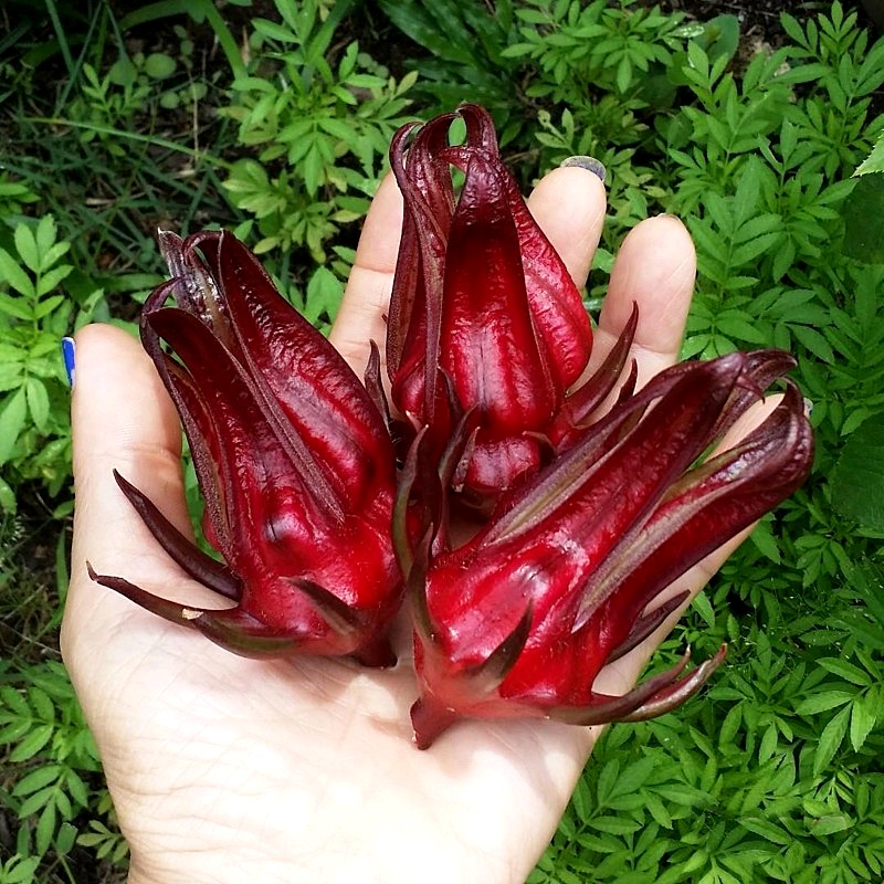 เมล็ดพันธุ์ กระเจี๊ยบ แดงซูดาน Sudan Red Roselle Seed