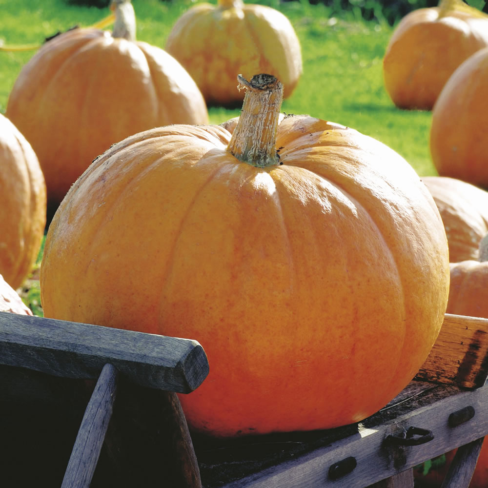 (Whole 1 LB) ฟักทองบิ๊กแม็กซ์ - Big Max Pumpkin