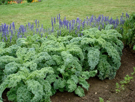 เมล็ดพันธุ์ เคลใบหงิก - Vates Blue Curled Kale