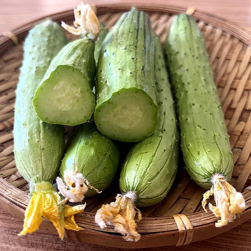 เมล็ดพันธุ์ แตงกวาญี่ปุ่น โอเนซัง Oneesan Japanese Cucumber F1 Seed