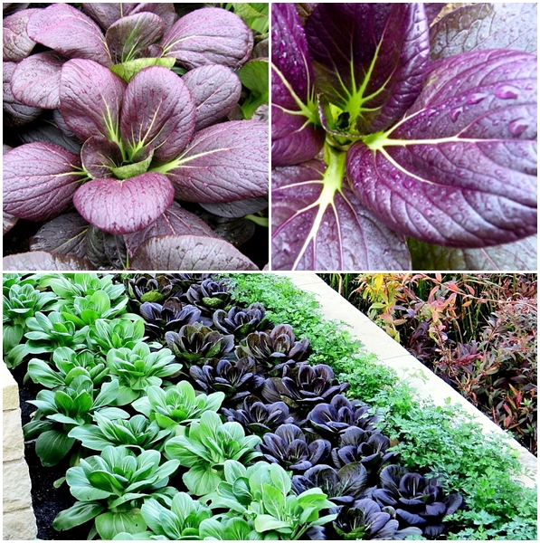 (Whole 1 Oz.) กวางตุ้งฮ่องเต้สีม่วง - Ruby Red Pak Choi