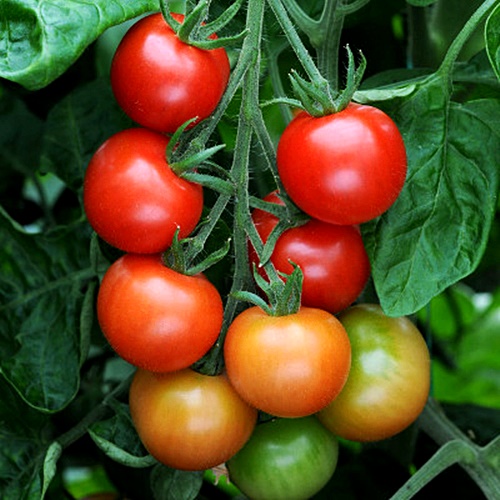 เมล็ดพันธุ์ มะเขือเทศ การ์เดนเนอร์ดีไลท์ - Gardener's Delight Tomato Seed