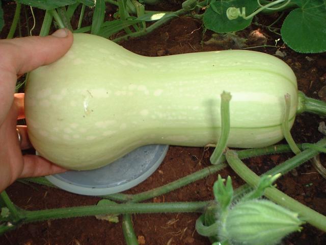 ฟักทอง บัตเตอร์นัท - Waltham Butternut Squash