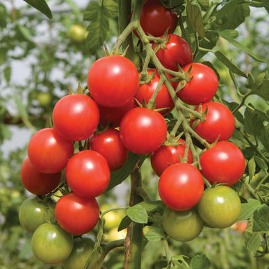มะเขือเทศซากุระ ญี่ปุ่น - Sakura Tomato F1